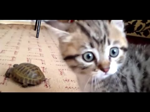 Cracking Funny Cats Video – ep3 – The Kitten Turtle Incident