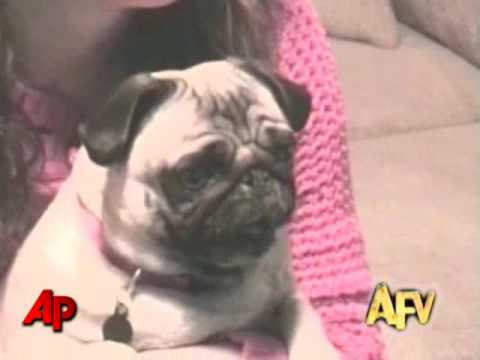 "America’s Funniest Home Videos" Animal Clips
