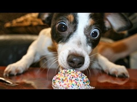 Animals are so funny when they eat – Funny and cute animal compilation