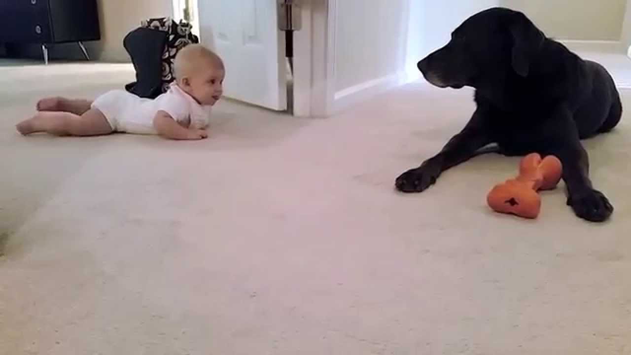 Baby’s first crawl with her dog… what a cute ending!