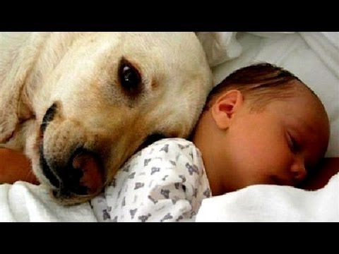 Cats and dogs meeting babies for the first time – Cute animal compilation
