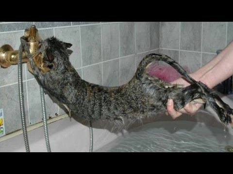 Cats just don’t want to bathe – Funny cat bathing compilation