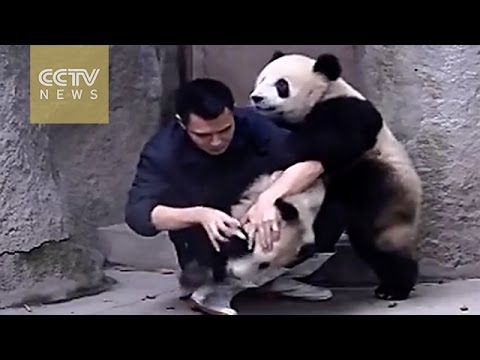 Cute Alert！Clingy pandas don’t want to take their medicine