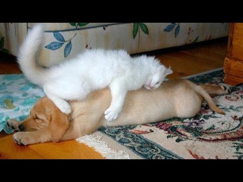 Cute animals waking each other up – Funny animal compilation