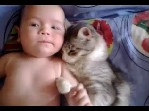 Cute cat loves baby – from  funny and cute cats and babies collection