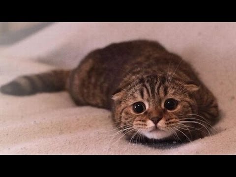 Cute cats feel guilty – Funny guilty cat compilation