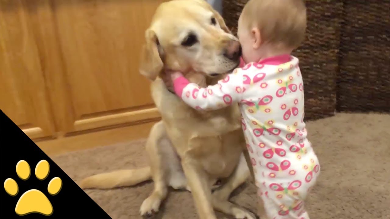 Cute Dogs And Adorable Babies: Compilation