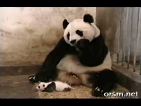 Cute & Funny Collection Of Animal Videos