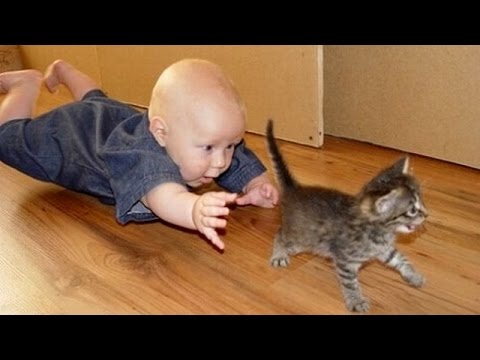 Funny cats and babies playing together – Cute cat & baby compilation
