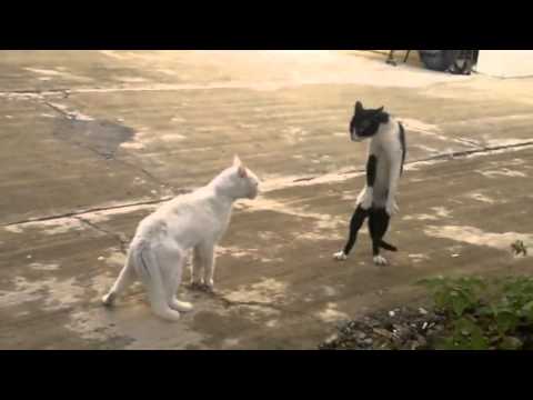 funny cats,funny cat videos,funny animals,funny video,cats funny,funny videos,funny cat