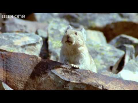 Funny Talking Animals – Walk On The Wild Side – Episode One Preview – BBC One