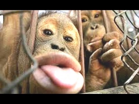 Funny Videos Of Funny Animals Compilation 2014 | NEW