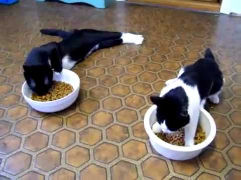 Funny Cat Videos – Cats on Anesthesia