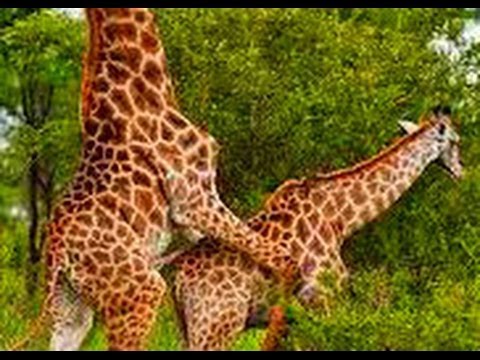 Giraffes Humping | Giraffe Mating Funny Animals
