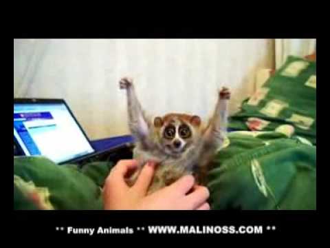 Slow loris loves getting tickled http://bit.ly/14qLq8x