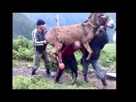 top Funny Kids, Funny Animals Compilation