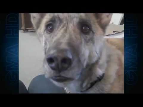 ‘Ultimate Dog Tease’ Video Becomes Viral Sensation | CUTE ANIMALS (Episode 1)