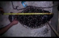 Flounder Gigging 10/25/2012 Oak Island, NC