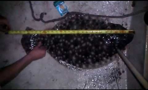 Flounder Gigging 10/25/2012 Oak Island, NC
