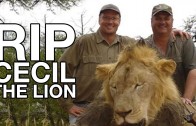 Cecil The Lion Killed by American Dentist Walter Palmer River Bluff Dental, Lion Hunting in Zimbabwe