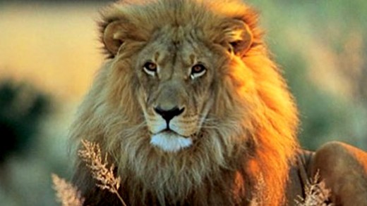 Cecil The Lion Killer Most Hated Man on the Internet #CecilTheLion