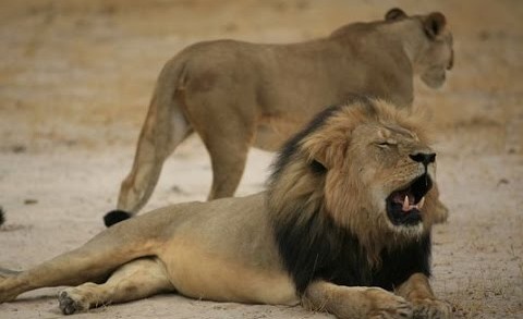 Cecil the Lion of Zimbabwe: Are the powers saying something?
