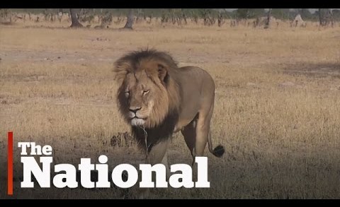 Death threats for U.S. hunter | Cecil the Lion