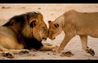 Famous Lion Cecil Gets Killed By American Hunter | What’s Trending Now