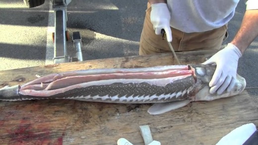 How To Clean A Sturgeon!