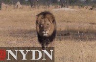 Hunter who killed âCecil the lionâ identified as American dentist