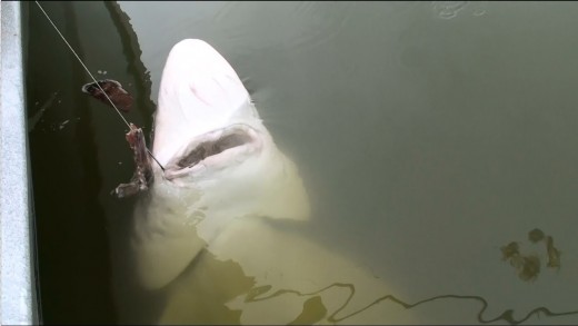 MONSTER 1000+ LB STURGEON JUMPS INTO BOAT and flops back out! Scary as hell!