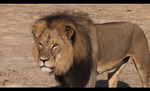 Zimbabwe hunts killer of Cecil the Lion