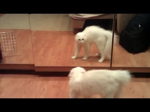 Animals vs Mirrors Compilation