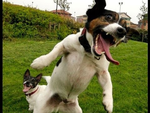 BEST FUNNY DOGS COMPILATION LONG (2013 – 2014)