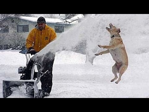 Funny dogs and cats playing in the snow – Funny animal compilation