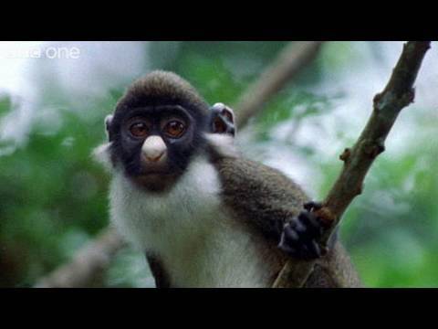 Funny Talking Animals – Walk On The Wild Side – Episode Four Preview – BBC One