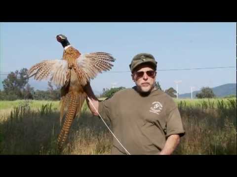 Official Ojai Valley Taxidermy TV Commercial