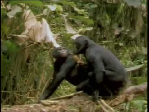 Private life of Animals 2013 Funny mating