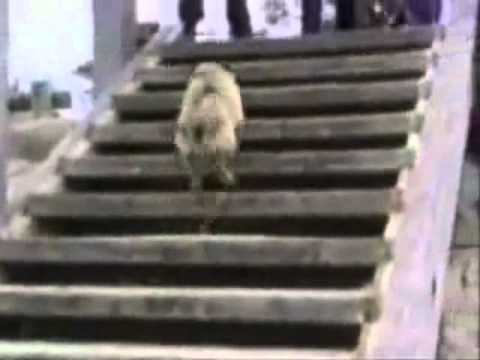 Try not to laugh. Best Animals Fail & Wins Compilation Ever !! Funny Hahahah !!