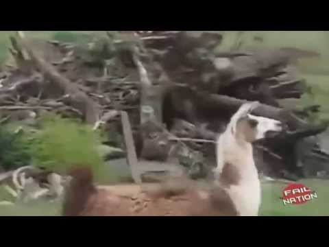 When Animals Attack – Funny Compilation