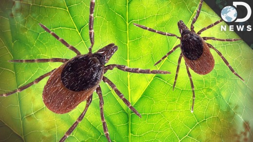 How Dangerous Is Lyme Disease?