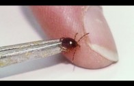 Lyme Disease Is Spreading