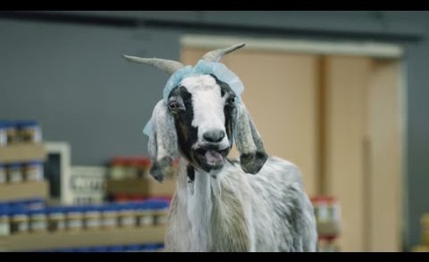 Scapegoat: It’s What You Do – GEICO