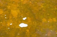 Trout in creek in Holyrood after Tropical Storm Bill