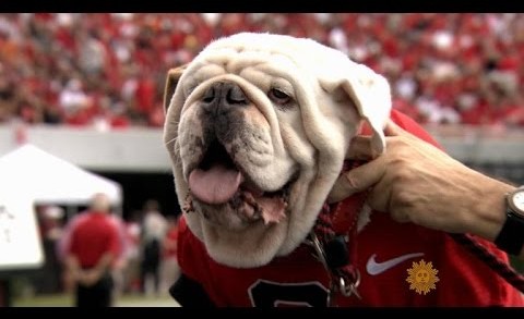 Meet University of Georgia mascot Uga the bulldog